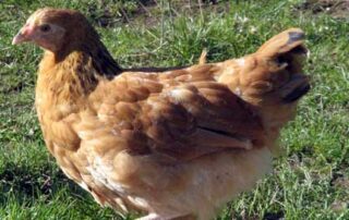 Por que a galinha atravessou a estrada na opinião de cientistas e filósofos